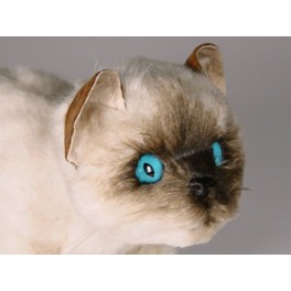 http://animalprops.com/246-thickbox_default/mr-jinx-colorpoint-persian-cat-stuffed-plush-display-prop.jpg