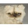 Verdi Himalayan Persian Cat Stuffed Plush Display Prop