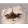 Joy Himalayan Persian Cat Stuffed Plush Display Prop