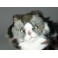 Hobbs Norwegian Forest Cat Stuffed Plush Display Prop