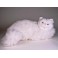 Seraphita Persian White Cat Stuffed Plush Display Prop