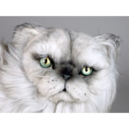 http://animalprops.com/313-thickbox_default/kimo-persian-silver-cat-stuffed-plush-display-prop.jpg