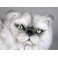 Kimo Persian Silver Cat Stuffed Plush Display Prop