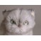 Bita Persian Cat Stuffed Plush Display Prop