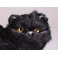 Peter Black Persian Cat Stuffed Plush Display Prop