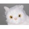 Sugar White Persian Cat Stuffed Plush Display Prop