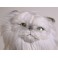Dearheart Silver Persian Cat Stuffed Plush Display Prop