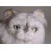 Chinnie Silver Persian Cat Stuffed Plush Display Prop