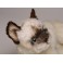 Mrs. Poodles Siamese Cat Stuffed Plush Animal Display Prop
