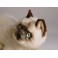 Isaac Siamese Cat Stuffed Plush Animal Display Prop