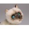D.C. Siamese Cat Stuffed Plush Animal Display Prop