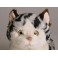 Pebbles Spotted Cat Stuffed Plush Animal Display Prop