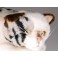 Cammi Spotted Cat Stuffed Plush Animal Display Prop