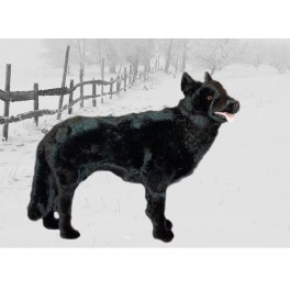 http://animalprops.com/639-thickbox_default/wellard-belgian-sheepdog-stuffed-plush-animal-display-prop.jpg