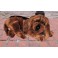 Cooper Bloodhound Dog Stuffed Plush Animal Display Prop