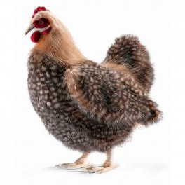 http://animalprops.com/68-thickbox_default/plush-stuffed-hen-chicken-prop.jpg
