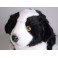 Sharp Border Collie Dog Stuffed Plush Animal Display Prop