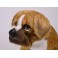 Brennan Boxer Dog Stuffed Plush Animal Display Prop