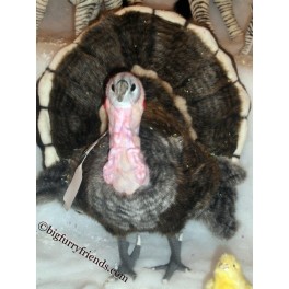 http://animalprops.com/72-thickbox_default/mr-gobbles-turkey-stuffed-plush-prop-.jpg