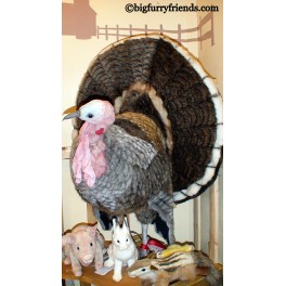 http://animalprops.com/73-thickbox_default/thomas-turkey-stuffed-plush-prop-.jpg