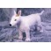 Spuds Bull Terrier Dog Stuffed Plush Animal Display Prop