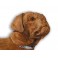 Hooch Dogue de Bordeaux Stuffed Plush Animal Display Prop