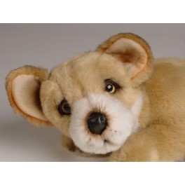 http://animalprops.com/778-thickbox_default/danka-chihuahua-dog-stuffed-plush-animal-display-prop.jpg