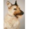 Rin German Shepherd Dog Stuffed Plush Animal Display Prop