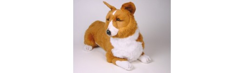 Pembroke Welsh Corgis