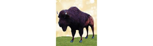 Buffalo / Bison