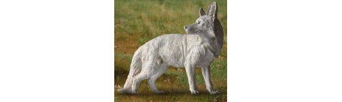 Arctic Fox