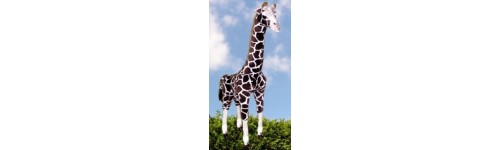 Giraffes