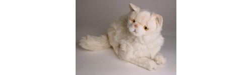 Chinchilla Persian