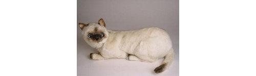 Siamese