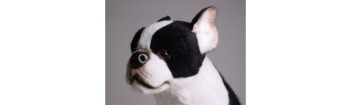 Boston Terriers