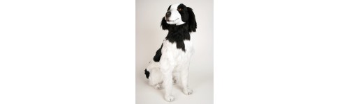 Brittany Spaniels