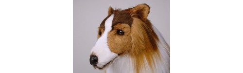 Collie Dogs