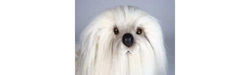 Havanese