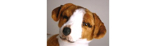 Jack Russell Terriers