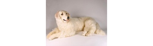 Maremma Sheepdogs